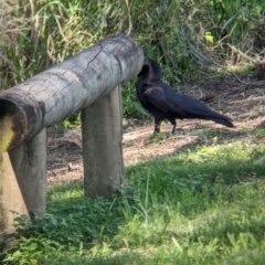 Corvus orru at Rocklea, QLD - 3 Dec 2023 08:42 AM