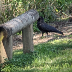Corvus orru at Rocklea, QLD - 3 Dec 2023
