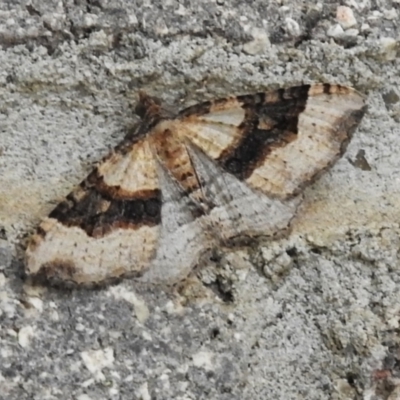 Epyaxa sodaliata (Sodaliata Moth, Clover Moth) at Namadgi National Park - 5 Dec 2023 by JohnBundock