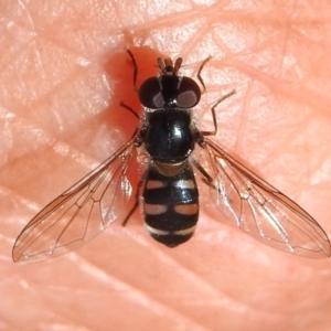 Melangyna sp. (genus) at Namadgi National Park - 5 Dec 2023