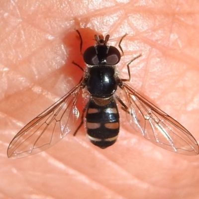 Melangyna sp. (genus) (Hover Fly) at Cotter River, ACT - 5 Dec 2023 by JohnBundock