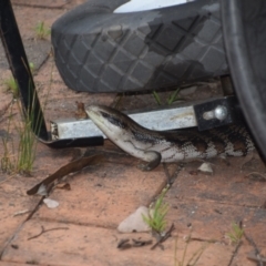 Tiliqua scincoides scincoides (Eastern Blue-tongue) at Greenleigh, NSW - 4 Dec 2023 by LyndalT