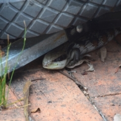 Tiliqua scincoides scincoides at QPRC LGA - 4 Dec 2023