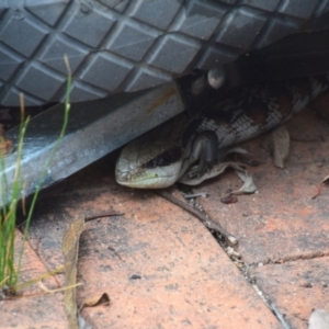 Tiliqua scincoides scincoides at QPRC LGA - 4 Dec 2023