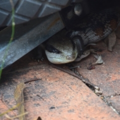 Tiliqua scincoides scincoides at QPRC LGA - 4 Dec 2023