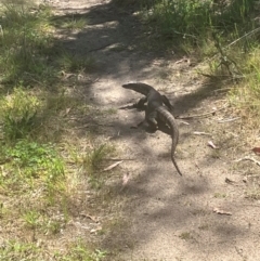 Varanus rosenbergi (Heath or Rosenberg's Monitor) at Rendezvous Creek, ACT - 4 Dec 2023 by MattBeitzel