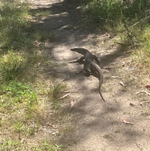 Varanus rosenbergi at Namadgi National Park - 5 Dec 2023