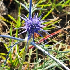 Eryngium ovinum (Blue Devil) at Belconnen, ACT - 4 Dec 2023 by sangio7