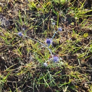 Eryngium ovinum at The Pinnacle - 5 Dec 2023 07:55 AM