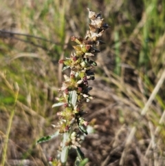 Gamochaeta impatiens (A cudweed) at The Pinnacle - 5 Dec 2023 by sangio7