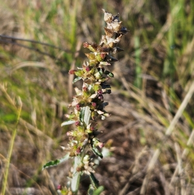 Gamochaeta impatiens (A cudweed) at The Pinnacle - 5 Dec 2023 by sangio7