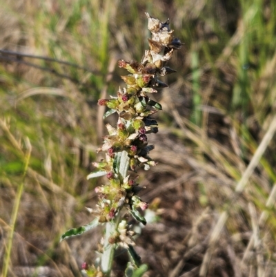 Gamochaeta purpurea (Purple Cudweed) at The Pinnacle - 4 Dec 2023 by sangio7