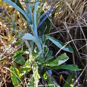 Gamochaeta impatiens at The Pinnacle - 5 Dec 2023 08:05 AM