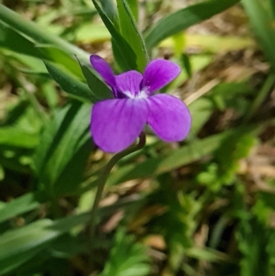 Viola betonicifolia (Mountain Violet) at Rendezvous Creek, ACT - 5 Dec 2023 by WalkYonder