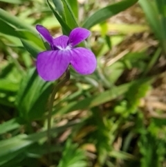 Viola betonicifolia at Namadgi National Park - 5 Dec 2023
