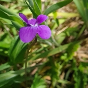 Viola betonicifolia at Namadgi National Park - 5 Dec 2023