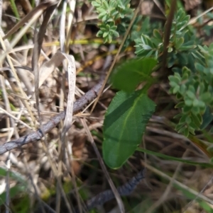 Viola betonicifolia at Namadgi National Park - 5 Dec 2023