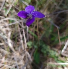Viola betonicifolia at Namadgi National Park - 5 Dec 2023