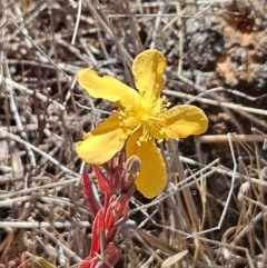 Hypericum gramineum (Small St Johns Wort) at The Pinnacle - 5 Dec 2023 by sangio7