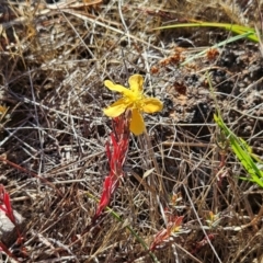 Hypericum gramineum at The Pinnacle - 5 Dec 2023 08:15 AM