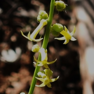 Stackhousia viminea at Namadgi National Park - 5 Dec 2023