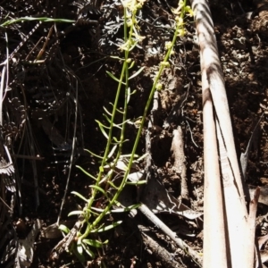 Stackhousia viminea at Namadgi National Park - 5 Dec 2023