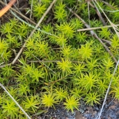 Acrotriche serrulata (Ground-berry) at The Pinnacle - 5 Dec 2023 by sangio7