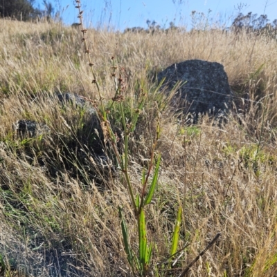 Rumex brownii (Slender Dock) at The Pinnacle - 5 Dec 2023 by sangio7