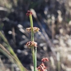 Rumex brownii at The Pinnacle - 5 Dec 2023 08:23 AM