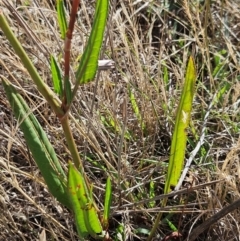 Rumex brownii at The Pinnacle - 5 Dec 2023