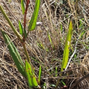 Rumex brownii at The Pinnacle - 5 Dec 2023 08:23 AM