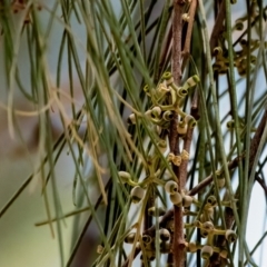 Amyema cambagei (Sheoak Mistletoe) at Higgins Woodland - 5 Dec 2023 by Untidy