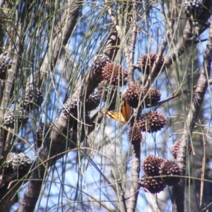 Heteronympha merope at Mount Taylor NR (MTN) - 5 Dec 2023