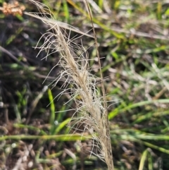 Dichelachne crinita (Long-hair Plume Grass) at The Pinnacle - 5 Dec 2023 by sangio7