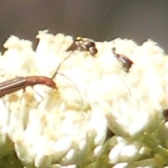 Mordellidae (family) (Unidentified pintail or tumbling flower beetle) at Tuggeranong, ACT - 4 Dec 2023 by MichaelMulvaney