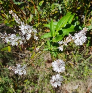 Veronica derwentiana subsp. derwentiana at Namadgi National Park - 5 Dec 2023 10:18 AM