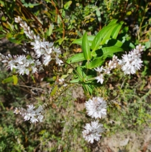 Veronica derwentiana subsp. derwentiana at Namadgi National Park - 5 Dec 2023