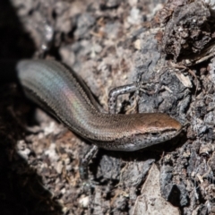 Lampropholis delicata (Delicate Skink) at Higgins Woodland - 3 Dec 2023 by Untidy