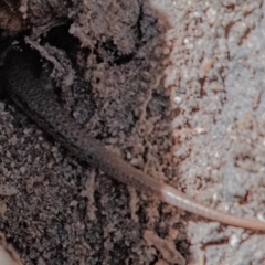 Lampropholis delicata at Higgins Woodland - 3 Dec 2023