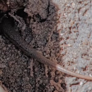 Lampropholis delicata at Higgins Woodland - 3 Dec 2023 04:31 PM