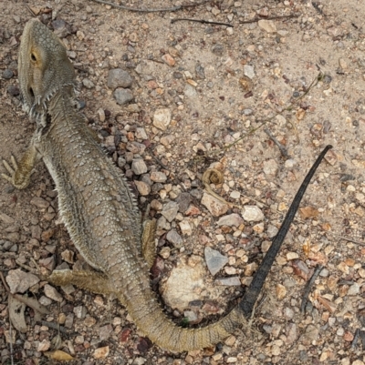 Pogona barbata (Eastern Bearded Dragon) at Burrinjuck, NSW - 5 Dec 2023 by Bidge