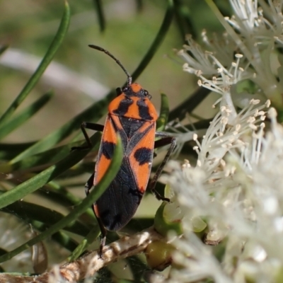 Spilostethus pacificus (Milkweed bug) at Murrumbateman, NSW - 3 Dec 2023 by SimoneC
