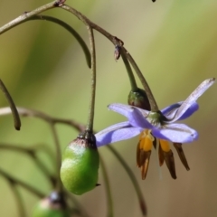 Dianella revoluta var. revoluta (Black-Anther Flax Lily) at WREN Reserves - 2 Dec 2023 by KylieWaldon