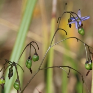 Dianella revoluta var. revoluta at WREN Reserves - 3 Dec 2023 08:43 AM