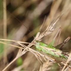 Conocephalus semivittatus (Meadow katydid) at Wodonga, VIC - 2 Dec 2023 by KylieWaldon