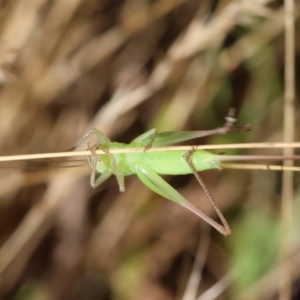 Conocephalus semivittatus at WREN Reserves - 3 Dec 2023 08:44 AM