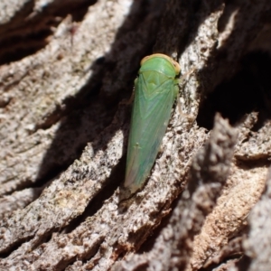 Rosopaella leurensis at Murrumbateman, NSW - 3 Dec 2023