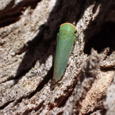 Rosopaella leurensis (A leafhopper) at Murrumbateman, NSW - 3 Dec 2023 by SimoneC