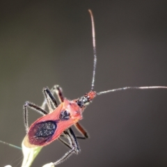 Gminatus australis (Orange assassin bug) at Wodonga - 2 Dec 2023 by KylieWaldon
