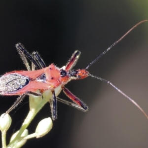 Gminatus australis at Wodonga - 3 Dec 2023